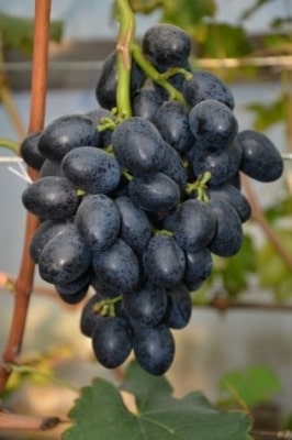 Виноград Краса Балок